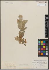 Foto von Salix syrticola Fernald